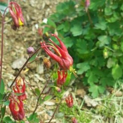 Little Lanterns Columbine -Sosoli Plant Shop aquilegia little lanterns cropped 5 1