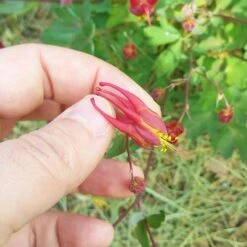 Little Lanterns Columbine -Sosoli Plant Shop aquilegia little lanterns cropped close up 1 1