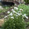 Morning Star White Armeria -Sosoli Plant Shop armeria maritima morning star white garden
