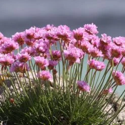 Victor Reiter Armeria -Sosoli Plant Shop armeria maritima victor reiter flowers growing