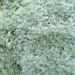 Powis Castle Artemisia -Sosoli Plant Shop artemisia powis castle close denver botanic