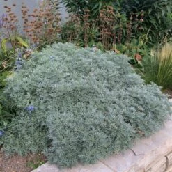 Powis Castle Artemisia -Sosoli Plant Shop artemisia powis castle whole plant denver botanic