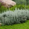 Seafoam Artemisia -Sosoli Plant Shop artemisia versicolor sea foam david.winger plant select cropped