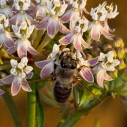 California Narrow Leaf Milkweed -Sosoli Plant Shop asclepias fascicularis santa monica trails council 3 cropped