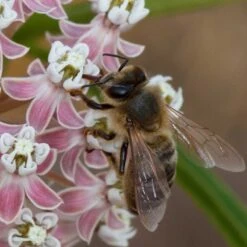 California Narrow Leaf Milkweed -Sosoli Plant Shop asclepias fascicularis santa monica trails council 4 cropped
