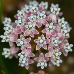 California Narrow Leaf Milkweed -Sosoli Plant Shop asclepias fascicularis santa monica trails council 5 cropped