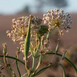 California Narrow Leaf Milkweed -Sosoli Plant Shop asclepias fascicularis santa monica trails council 6 cropped