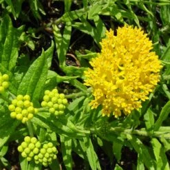 Hello Yellow Butterfly Weed 7 Hello Yellow Butterfly Weed -Sosoli Plant Shop asclepias hello yellow milkweed