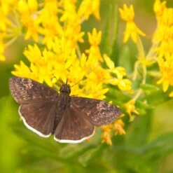 Hello Yellow Butterfly Weed 8 Hello Yellow Butterfly Weed -Sosoli Plant Shop asclepias hello yellow milkweed blooms