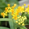 Hello Yellow Butterfly Weed 2 Hello Yellow Butterfly Weed -Sosoli Plant Shop asclepias hello yellow milkweed
