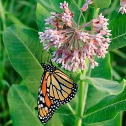 Common Milkweed -Sosoli Plant Shop asclepias syriaca 1