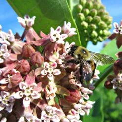 Common Milkweed -Sosoli Plant Shop asclepias syriaca 2