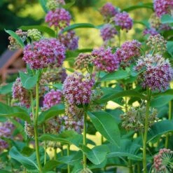 Common Milkweed -Sosoli Plant Shop asclepias syriaca 3
