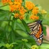 Butterfly Weed (Clay Form) -Sosoli Plant Shop asclepias tuberosa monarch butterly hblbjxx