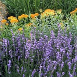 Sharon Roberts English Lavender -Sosoli Plant Shop asclepias western gold mix lavandula angust sharon roberts 1