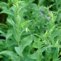 Bluebird Smooth Aster -Sosoli Plant Shop ast laev bluebird foliage northcreek nurseries cropped