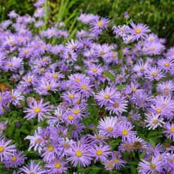 Monch Frikart's Aster -Sosoli Plant Shop aster x frikartii m nch flowers garden