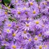 Monch Frikart's Aster -Sosoli Plant Shop aster x frikartii m nch garden