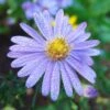 Bluebird Smooth Aster -Sosoli Plant Shop aster bluebird mt cuba closeup cropped