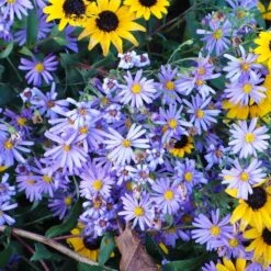 Bluebird Smooth Aster -Sosoli Plant Shop aster bluebird with rudbeckia mt cuba closeup cropped