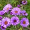 Purple Dome New England Aster 2 Purple Dome New England Aster -Sosoli Plant Shop aster purple dome close up cropp