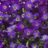 Axcent™ Deep Purple Aubrieta -Sosoli Plant Shop axcent deep purple rock cress 1