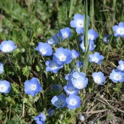 Alternative Lawn Wildflower Seed Mix -Sosoli Plant Shop baby blue eyes 1