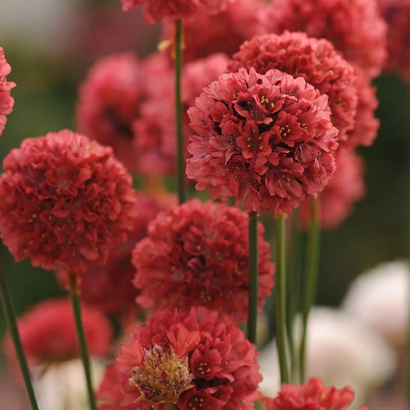 Sosoli Plant Shop 18 Sosoli Plant Shop -Sosoli Plant Shop ballerina red armeria 1