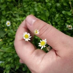 Miniature Mat Daisy (Bellium) -Sosoli Plant Shop bellium minutum miniature