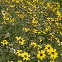 Mora County Chocolate Flower Mix (Berlandiera) 13 Mora County Chocolate Flower Mix (Berlandiera) -Sosoli Plant Shop berlandiera lyrata david.winger cropped 2