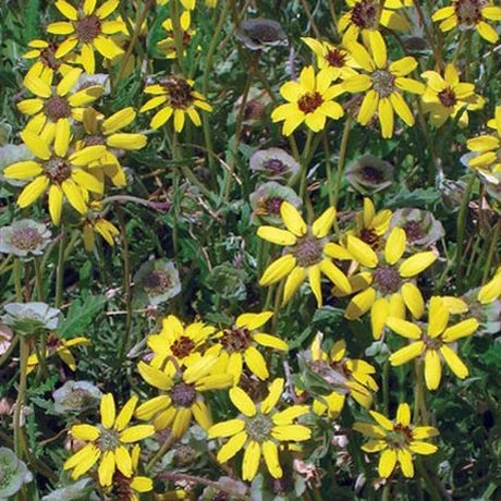 Mora County Chocolate Flower Mix (Berlandiera) 4 Mora County Chocolate Flower Mix (Berlandiera) - Image 2