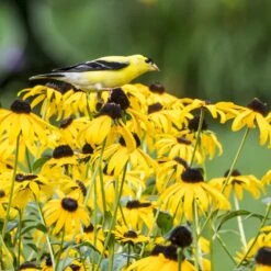 Goldsturm Black Eyed Susan -Sosoli Plant Shop bird rudbeckia goldsturm web 2