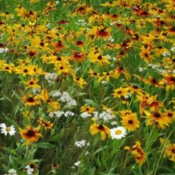Dry Area Wildflower Seed Mix -Sosoli Plant Shop black eyed susan gloriosa daisy yarrow