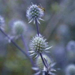 Blue Glitter Sea Holly (Eryngium) -Sosoli Plant Shop blue glitter sea holly