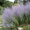 Blue Spires Russian Sage -Sosoli Plant Shop blue spire russian sage 1