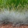 Blue Whiskers Fescue Grass -Sosoli Plant Shop blue whiskers fescue grass 1