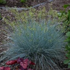 Blue Whiskers Fescue Grass -Sosoli Plant Shop blue whiskers fescue grass 2