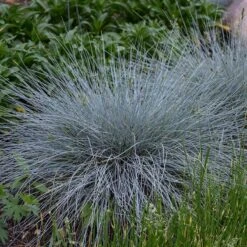 Blue Whiskers Fescue Grass -Sosoli Plant Shop blue whiskers fescue grass 3