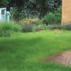 Hachita Blue Grama Grass Plugs -Sosoli Plant Shop blue grama buffalo grass