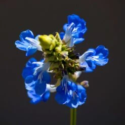 Blue Spike Salvia -Sosoli Plant Shop bog sage salvia uliginosa cropped 2