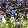 Blue Spike Salvia -Sosoli Plant Shop bog sage salvia uliginosa cropped 3