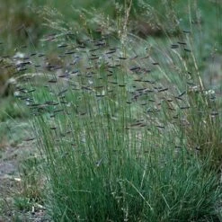 Hachita Blue Grama Grass Plugs -Sosoli Plant Shop bouteloua gracilis hachita3 1