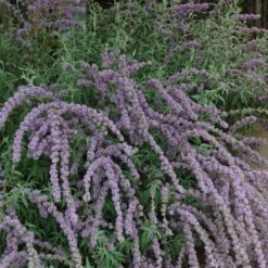 Silver Spring Blooming Butterfly Bush (Buddleia) -Sosoli Plant Shop buddleia alternafolia argentea