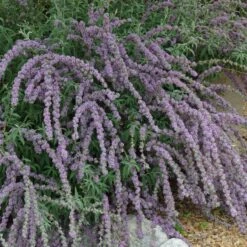 Silver Spring Blooming Butterfly Bush (Buddleia) -Sosoli Plant Shop buddleia alternafolia argentea cascading branches