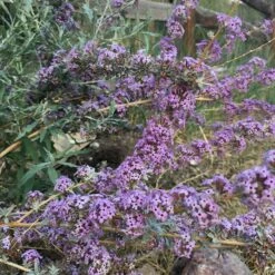 Silver Spring Blooming Butterfly Bush (Buddleia) -Sosoli Plant Shop buddleia alternifolia argentea
