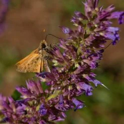 Blue Blazes Agastache -Sosoli Plant Shop butterfly on blue blazes hyssop