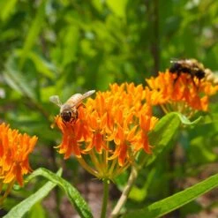 Butterfly Weed (Clay Form) -Sosoli Plant Shop butterfly weed asclepias tuberosa garden
