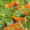 Butterfly Weed -Sosoli Plant Shop butterfly weed butterflies 1