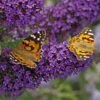 Buzz® Midnight Butterfly Bush (Buddleia) -Sosoli Plant Shop buzz midnight butterfly bush buddleia purple