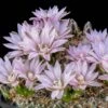 Miniature Chin Cactus (Gymnocalycium) -Sosoli Plant Shop cactus gymnocalycium bruchii cropped 1